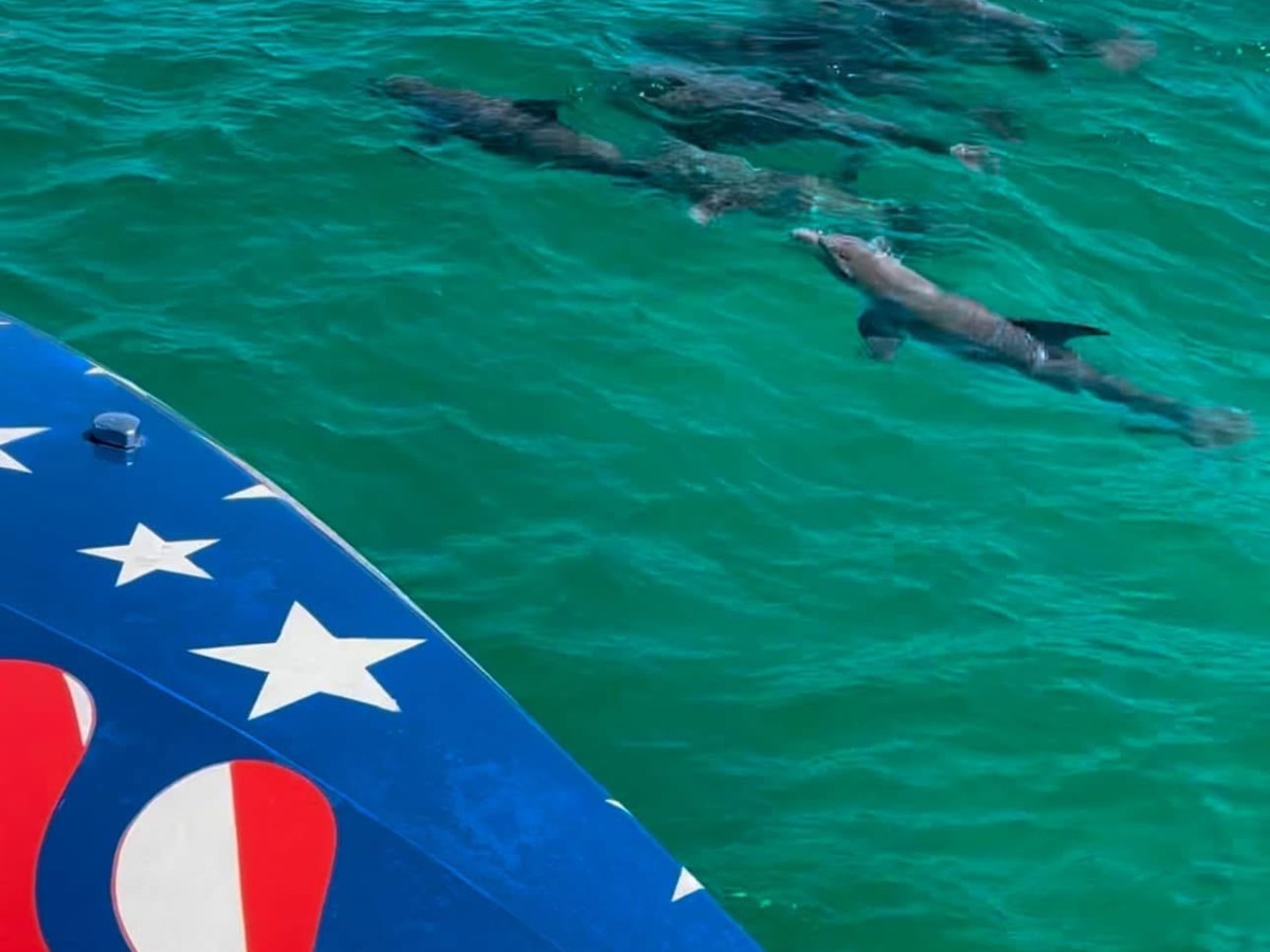 Dolphins swimming near a boat with red, white, and blue flag design on green sea.